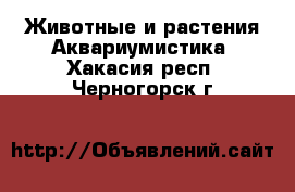 Животные и растения Аквариумистика. Хакасия респ.,Черногорск г.